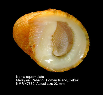 Nerita squamulata.jpg - Nerita squamulata Guillou,1841